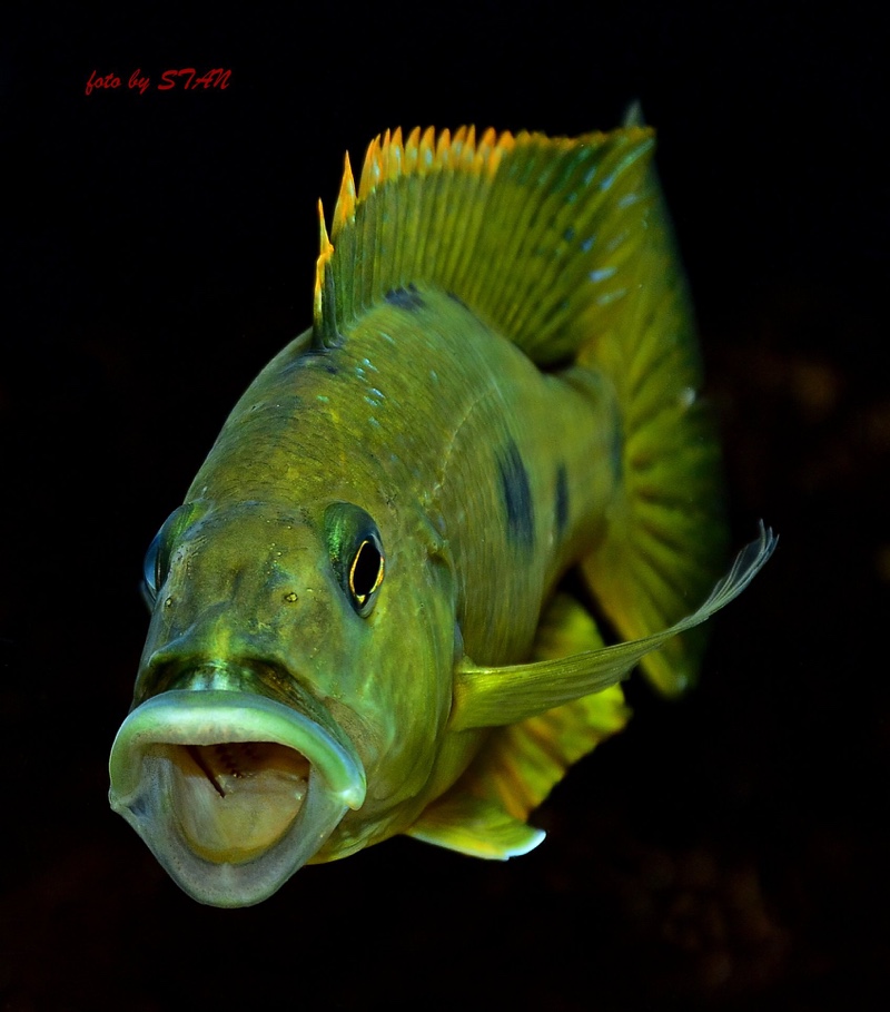 Exochochromis anagenys